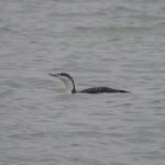 Roodkeelduiker Brouwersdam. Boomvalkexcursie Zeeland. Foto Arjan Molenaar