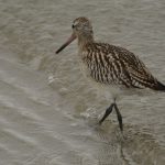 Rosse Grutto, strand IJmuiden. Foto Dirk-Jan Verboom