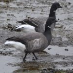 Rotganzen Brouwersdam. Boomvalkexcursie Zeeland. Foto Arieta Vink