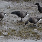 Rotganzen. Boomvalkexcursie Zeeland. Foto Arieta Vink