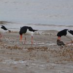 Scholeksters. Boomvalkexcursie Zeeland. Foto Arieta Vink