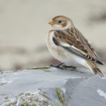 Sneeuwgors, AW-duinen, okt. 19. Foto Dyderick Bremmer