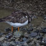 Steenloper Brouwerdam. Boomvalkexcursie Zeeland. Foto Jasper Baaijens