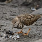 Steenloper, IJmuiden, okt. 19. Foto Dirk-Jan Verboom