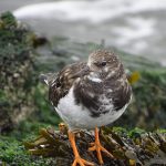 Steenloper, IJmuiden. Foto Jasper Baaijens