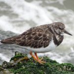 Steenloper IJmuiden. Foto Jasper Baaijens