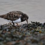 Steenloper. Boomvalkexcursie Zeeland. Foto door Arieta Vink