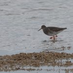 Tureluur. Boomvalkexcursie Zeeland. Foto Arieta Vink