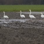 Wilde Zwanen Zonnemaire. BV-excursie Zeeland. Foto Johannes Luiten