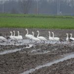 Wilde en Kleine Zwanen Zonnemaire. Boomvalkexcursie Zeeland. Foto Arne van Wingerden