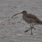 Wulp. Boomvalkexcursie Zeeland. Foto Arieta Vink