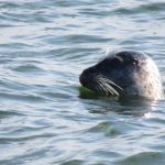 Zeehond Zuidpier IJmuiden okt. 18. Foto Dyderick Bremmer