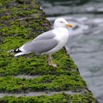 Zilvermeeuw. Boomvalkexcursie Zeeland. Foto Arieta Vink