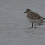 Zilverplevier. Boomvalkexcursie Zeeland. Foto Arieta Vink