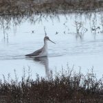 Zwarte Ruiter Prunje. Boomvalkexcursie Zeeland. Foto Arieta Vink