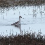 Zwarte Ruiter Prunje. Boomvalkexcursie Zeeland. Foto Arieta Vink