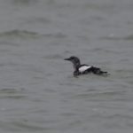 Zwarte Zeekoet Brouwersdam. Boomvalkexcursie Zeeland. Foto Arieta Vink