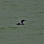 Zwarte Zeekoet Brouwersdam. Boomvalkexcursie Zeeland. Foto Jasper Baaijens