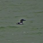 Zwarte Zeekoet Brouwersdam. Boomvalkexcursie Zeeland. Foto Jasper Baaijens