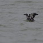 Zwarte Zeekoet langs Brouwersdam. Boomvalkexcursie Zeeland. Foto Arieta Vink