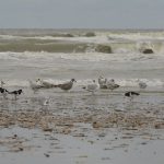 strand IJmuiden, okt. 19. Foto Dirk-Jan Verboom