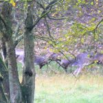 vechtende Damherten AW-duinen. Foto Pauline Florijn