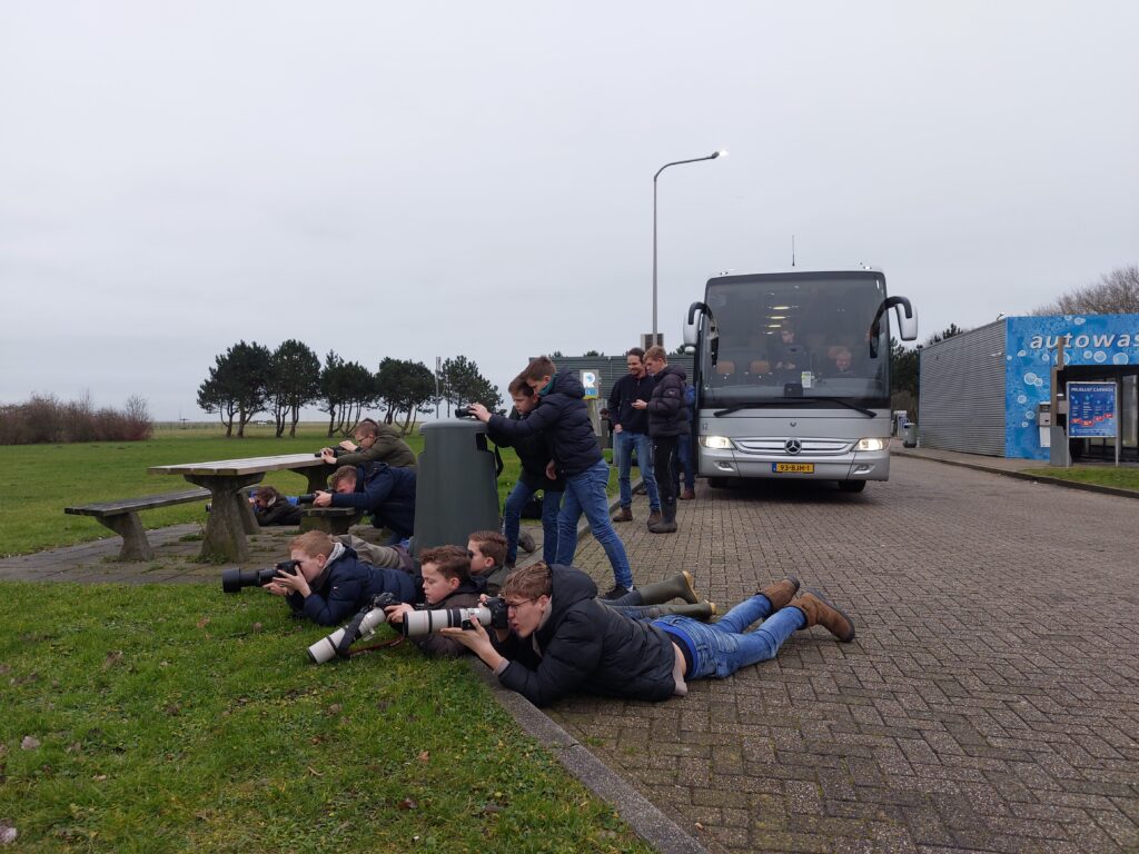 De Koereiger van Ouddorp. Door Dirk-Jan Verboom