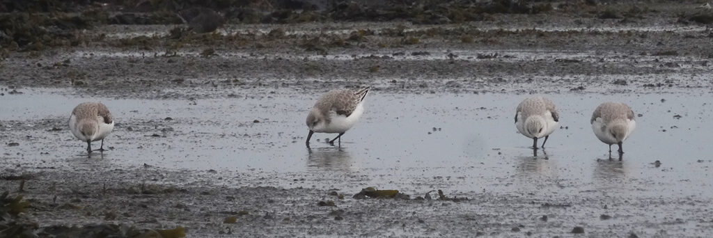 Drieteenstrandlopers, Brouwersdam. Door Mart van Klaveren