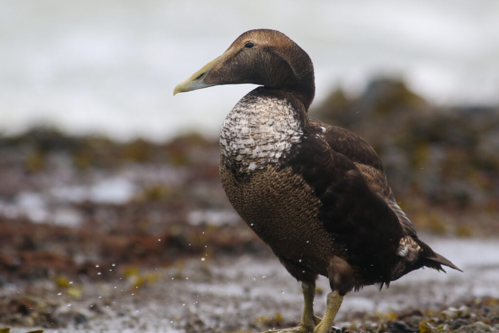 Eider, Brouwersdam, door Thijs Baan