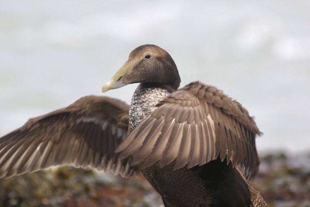 Eider Brouwersdam, door Thijs Baan