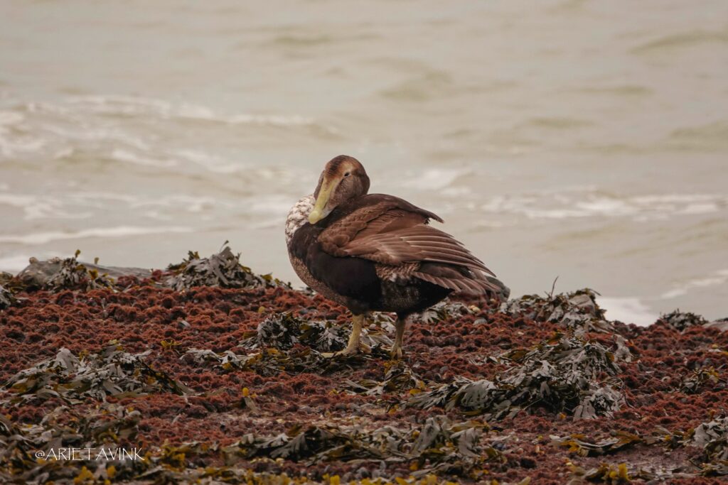 Eider, Brouwersdam. Door Arieta Vink