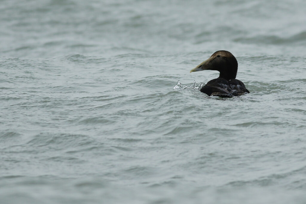 Eider, Brouwersdam. Door Nathanaël de Wit