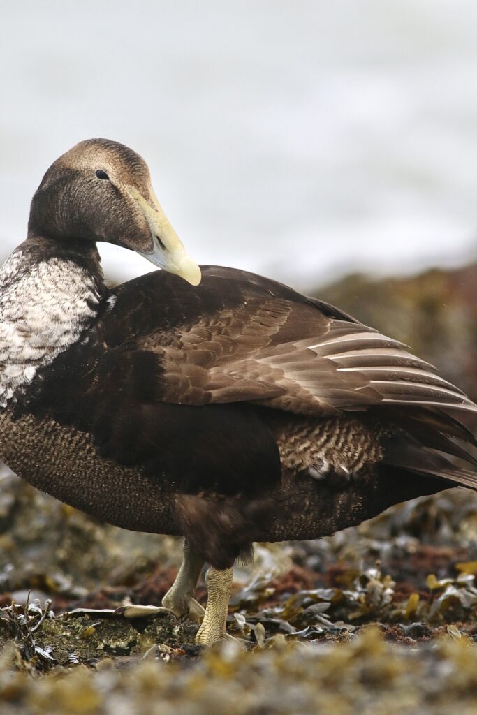 Eider op de Brouwersdam, door Thijs Baan