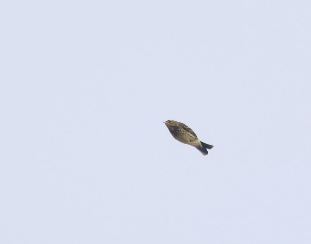 Graspieper, Boomvalkexcursie Zeeland, door Thijs Baan