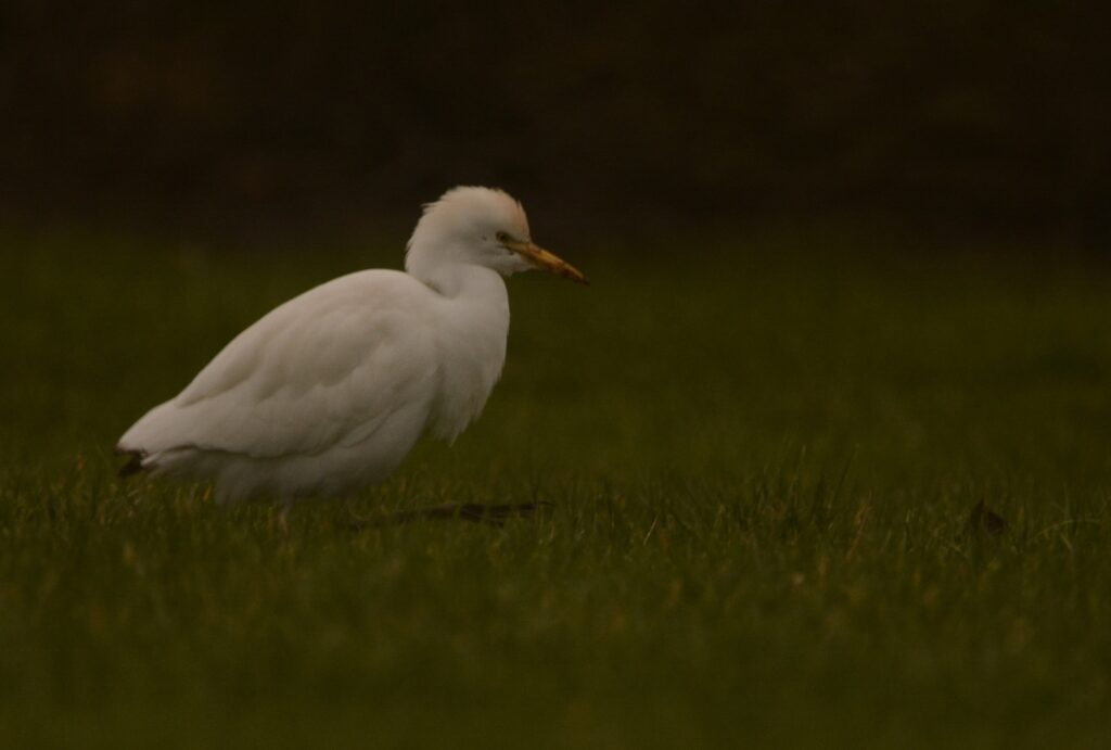 Koereiger Ouddorp, door Dirk-Jan Verboom