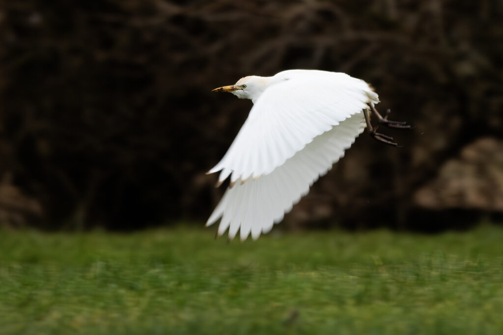 Koereiger, Ouddorp, door Ruben Luiten