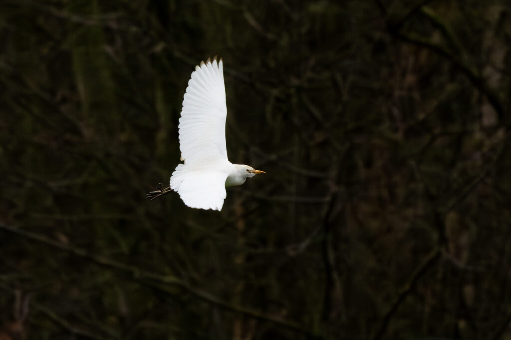 Koereiger Ouddorp, door Ruben Luiten