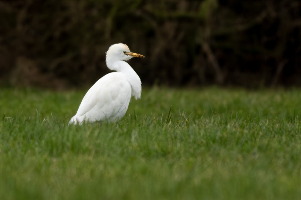 Koereiger Ouddorp, foto door Ruben Luiten