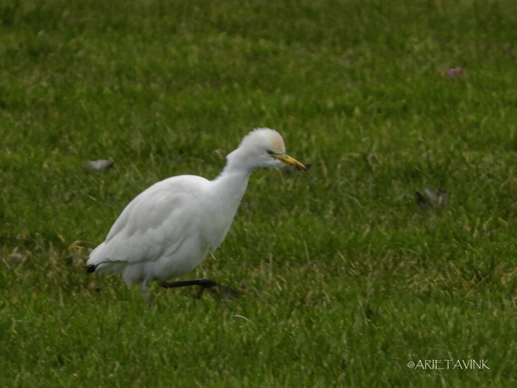 Koereiger, Ouddorp. Door Arieta Vink