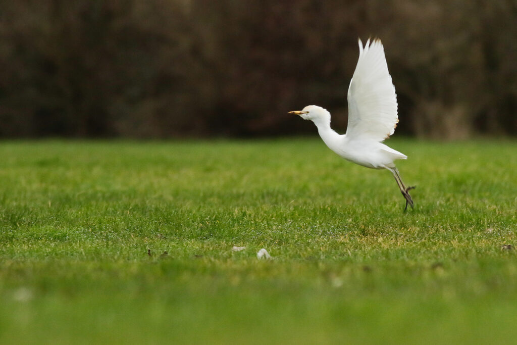 Koereiger, Ouddorp. Door Nathanaël de Wit