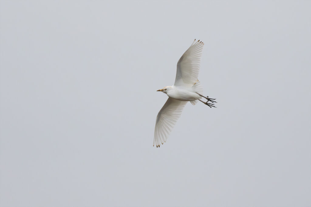 Koereiger bij Ouddorp, door Ruben Luiten