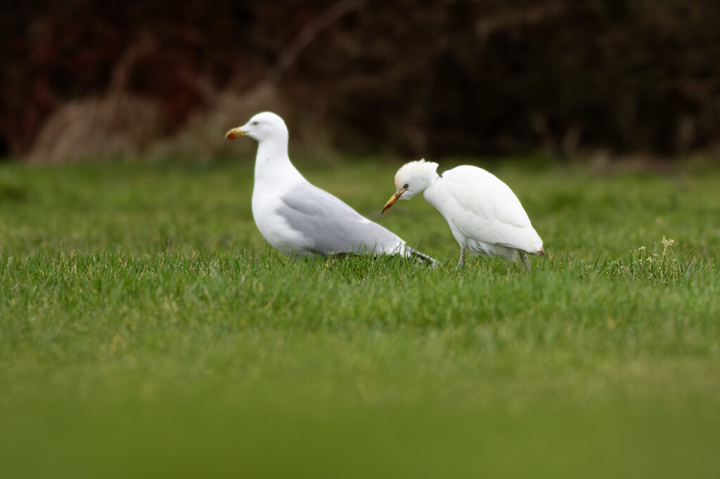 Koereiger en Zilvermeeuw, Ouddorp, door Ruben Luiten