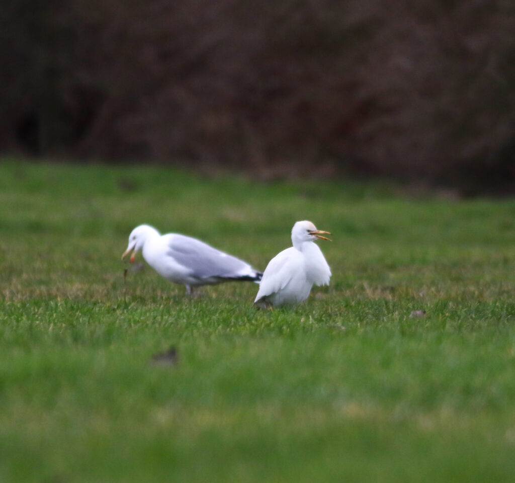 Koereiger en Zilvermeeuw, Ouddorp, door Thijs Baan