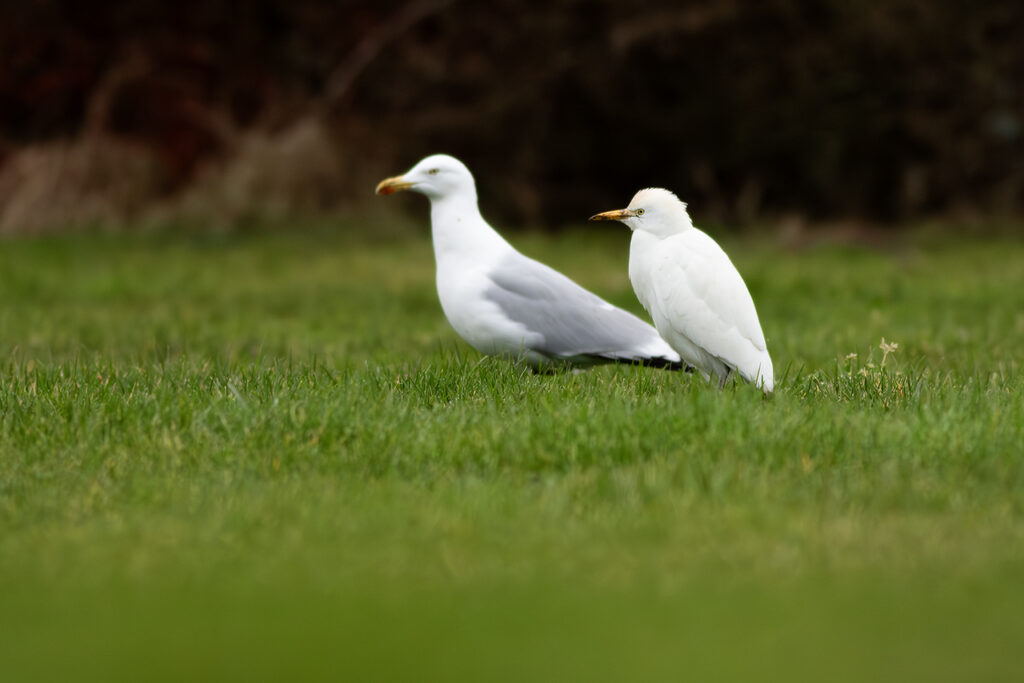 Koereiger met Zilvermeeuw, Ouddorp, door Ruben Luiten