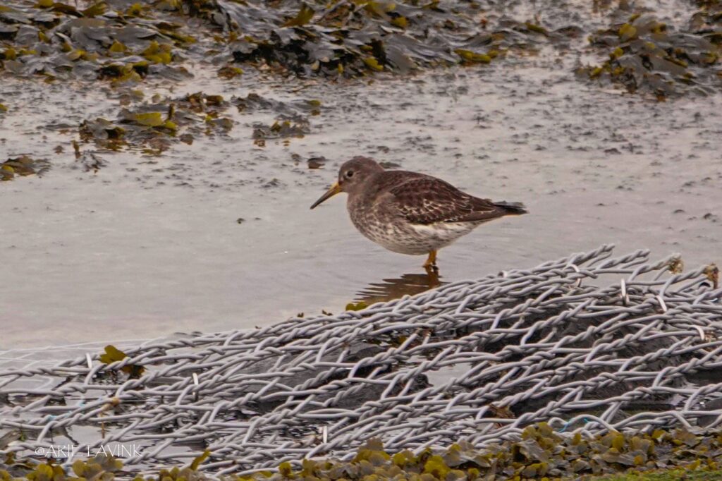 Paarse Strandloper, Brouwersdam. Door Arieta Vink