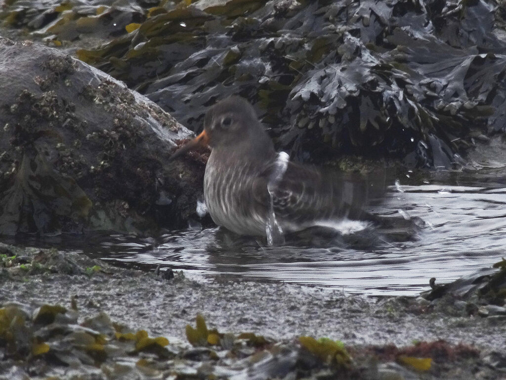 Paarse Strandloper, Brouwersdam. Door Mart van Klaveren