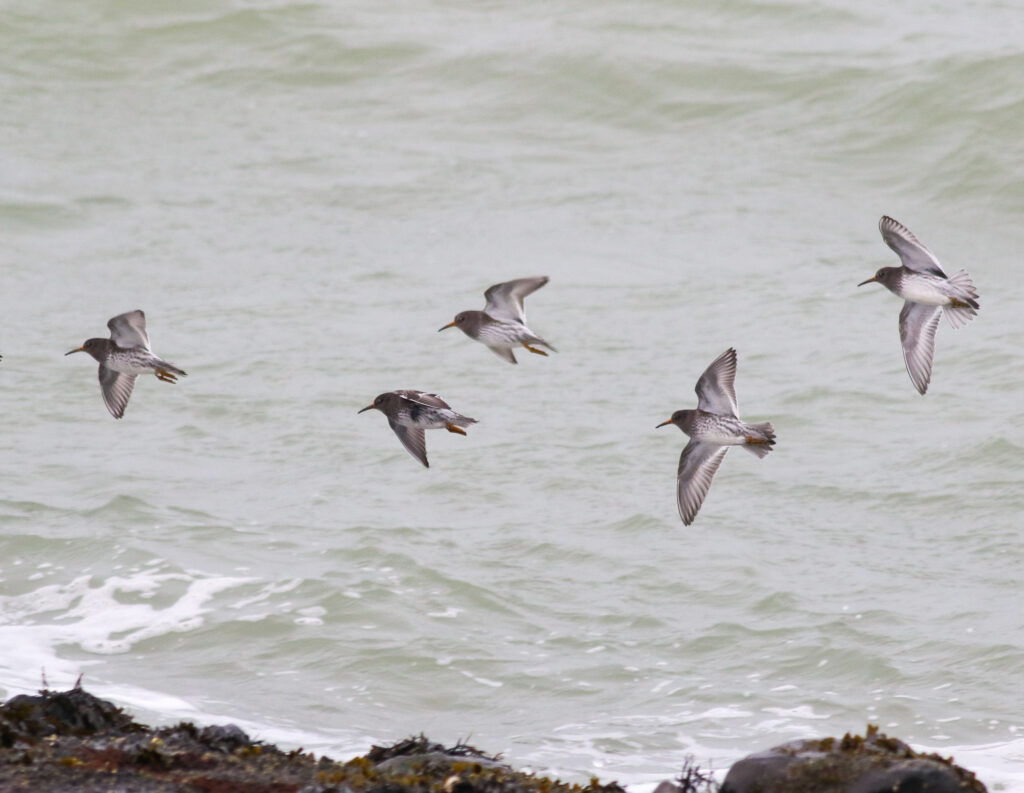 Paarse Strandlopers, Brouwersdam, door Thijs Baan