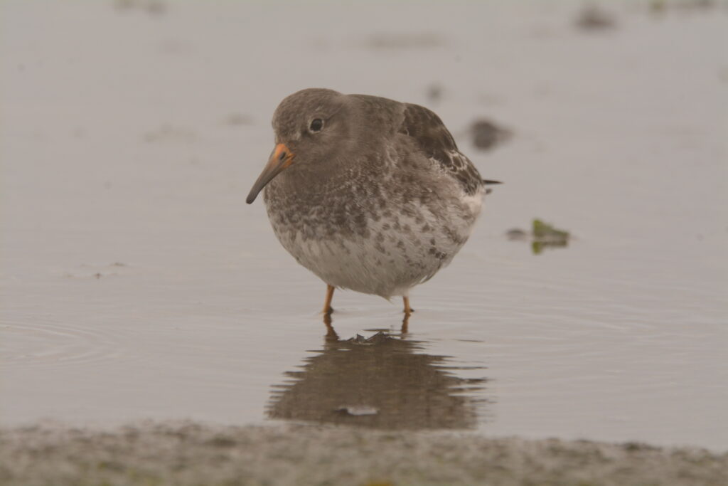 Paarse strandloper, Brouwersdam, door Dirk-Jan Verboom