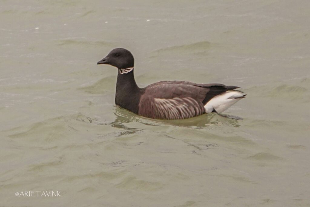 Rotgans langs de Brouwersdam. Door Arieta Vink