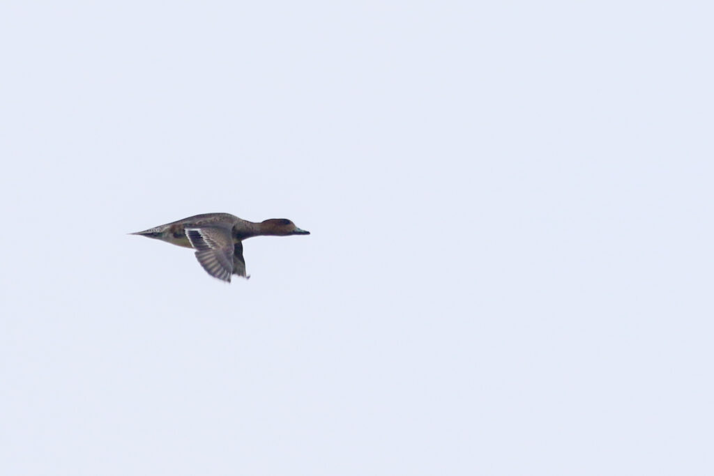 Wintertaling, Zeeland, door Thijs Baan